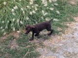 À vendre, 1 chiot femelle Braque Allemand, non-LOF