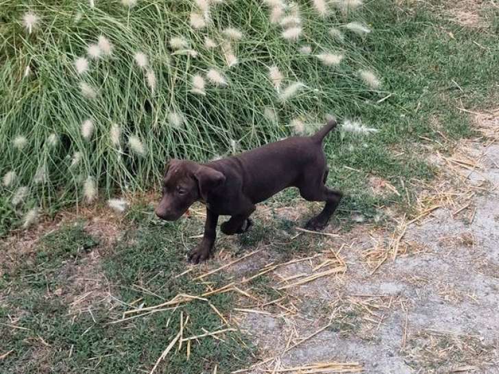 À vendre, 1 chiot femelle Braque Allemand, non-LOF