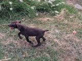 À vendre, 1 chiot femelle Braque Allemand, non-LOF