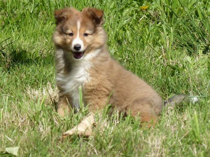 2 chiots Bergers des Shetland LOF, nés en juillet 2025, à vendre
