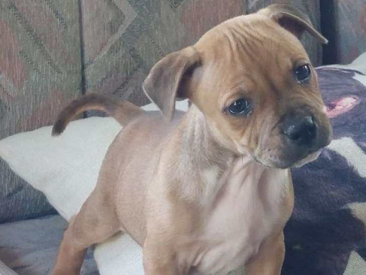 2 chiots mâles Staffordshire Bull Terriers LOF, nés en juin 2025, à vendre