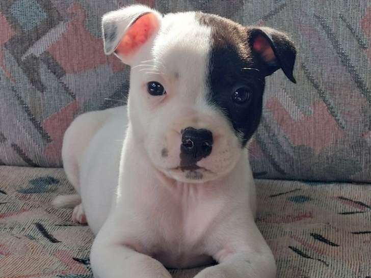 2 chiots mâles Staffordshire Bull Terriers LOF nés le 17 juin 2025 à vendre