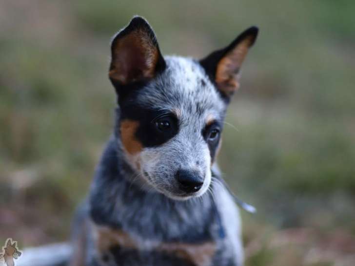 3 chiots mâles Bouviers Australiens, bleus, LOF, nés en juin 2025, à vendre