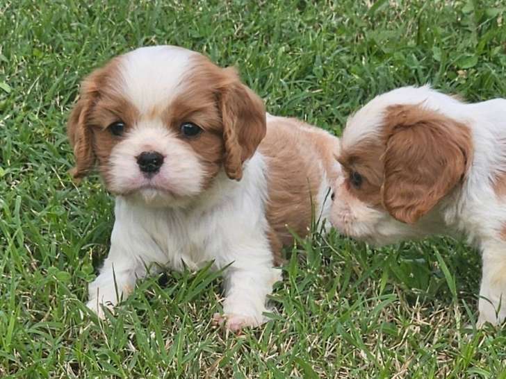 À réserver, 8 Cavaliers King Charles LOF, nés en août 2025