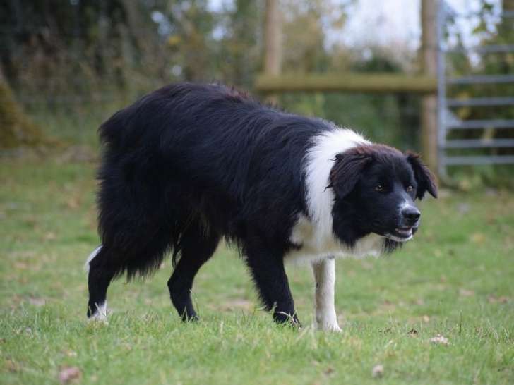 Chien Border Collie LOF et ISDS, mâle noir et blanc d’avril 2023, à vendre