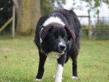 Chien Border Collie LOF et ISDS, mâle noir et blanc d’avril 2023, à vendre