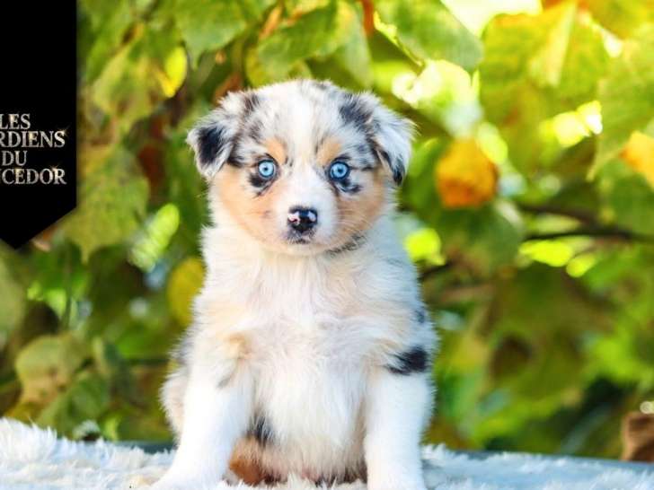 7 chiots Bergers Australiens LOF, nés en août 2025, à réserver