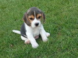 5 chiots Beagles LOF à vendre, nés en juillet 2025, tricolores