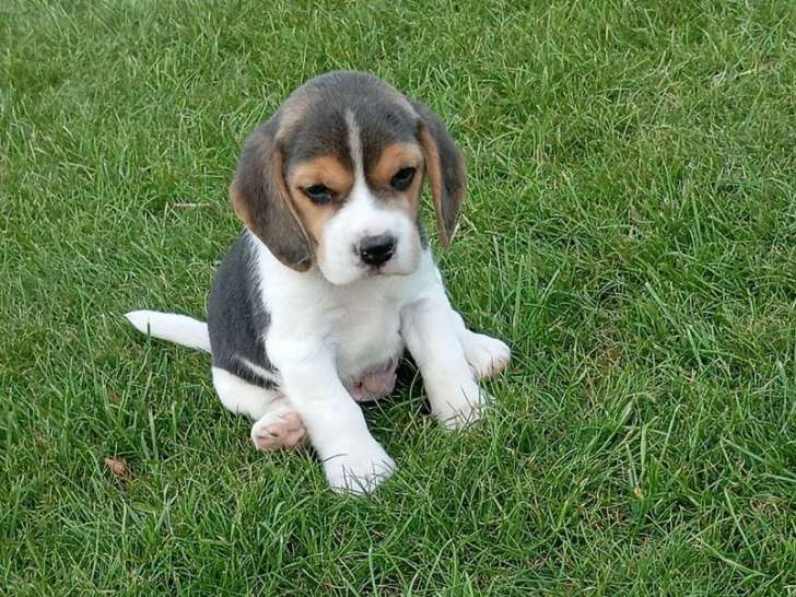 5 chiots Beagles LOF à vendre, nés en juillet 2025, tricolores