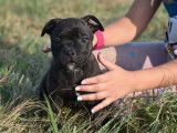 2 chiots mâles Staffordshire Bull Terriers LOF, bringés, nés en juillet 2025, à vendre