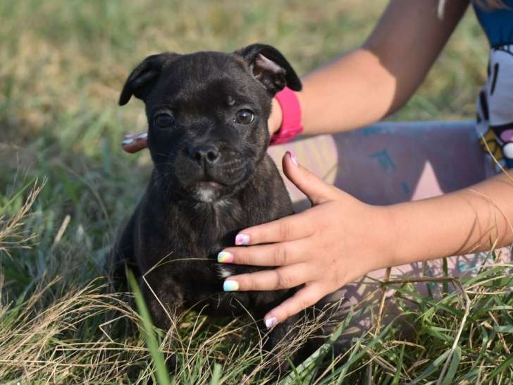 2 chiots mâles Staffordshire Bull Terriers LOF, bringés, nés en juillet 2025, à vendre