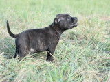 2 chiots mâles Staffordshire Bull Terriers LOF, bringés, nés en juillet 2025, à vendre