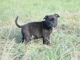 2 chiots mâles Staffordshire Bull Terriers LOF, bringés, nés en juillet 2025, à vendre