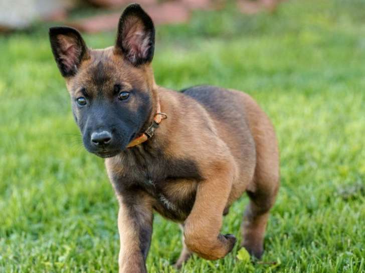 2 chiots mâles Bergers Malinois LOF, nés en août 2025, fauve charbonné, à réserver