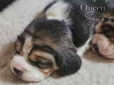 Chiots Beagle issus d'un élevage éthique et responsable.