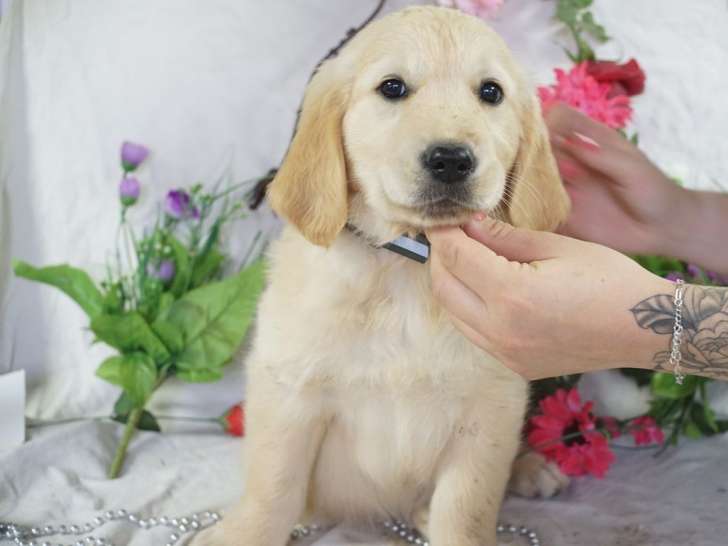 Des chiots Golden Retrievers LOF à vendre