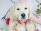 Des chiots Golden Retrievers LOF à vendre