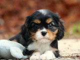 Réservation ouverte, 4 chiots Cavaliers King Charles LOF, nés en juillet 2025