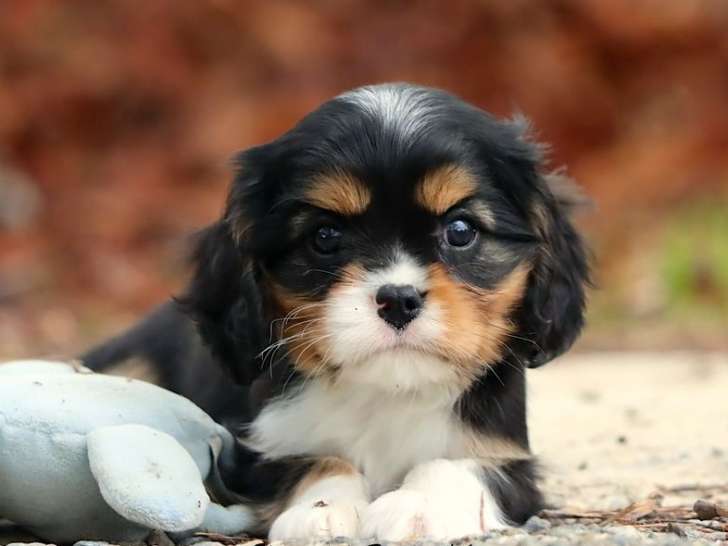 Réservation ouverte, 4 chiots Cavaliers King Charles LOF, nés en juillet 2025