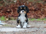 Réservation ouverte, 4 chiots Cavaliers King Charles LOF, nés en juillet 2025