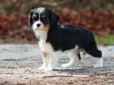 Réservation ouverte, 4 chiots Cavaliers King Charles LOF, nés en juillet 2025