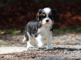 Réservation ouverte, 4 chiots Cavaliers King Charles LOF, nés en juillet 2025