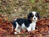 Réservation ouverte, 4 chiots Cavaliers King Charles LOF, nés en juillet 2025