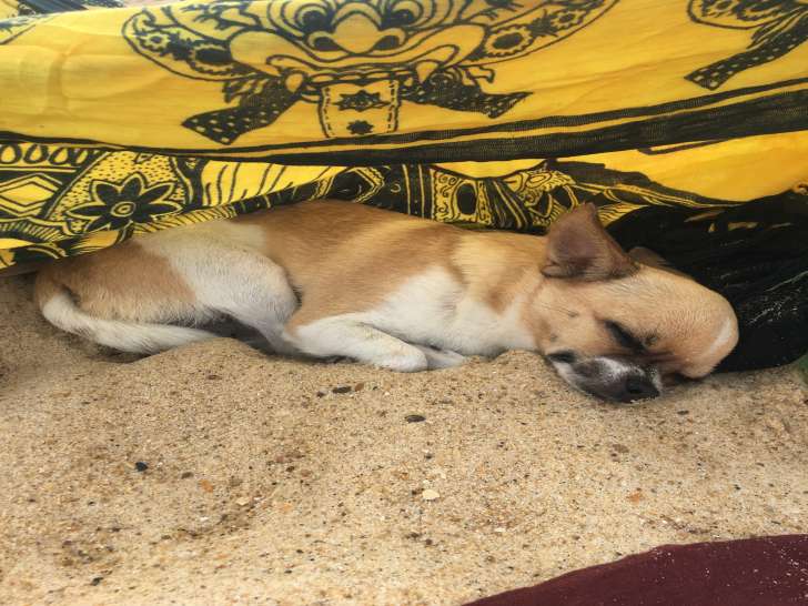 Femelle Chihuahua disponible pour saillie