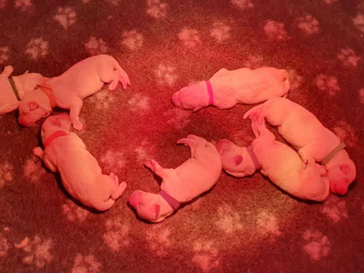 Chiots Bergers Blancs Suisse LOF à réserver