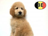 Magnifiques chiots Caniche Royal à vendre