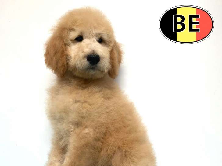 Magnifiques chiots Caniche Royal à vendre