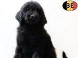 Magnifiques chiots Caniche Royal à vendre