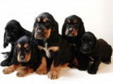 Adorables chiots Cocker Anglais noir et feu ou noirs à vendre