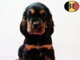 Adorables chiots Cocker Anglais noir et feu ou noirs à vendre