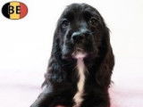 Adorables chiots Cocker Anglais noir et feu ou noirs à vendre