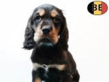 Adorables chiots Cocker Anglais noir et feu ou noirs à vendre
