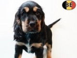 Adorables chiots Cocker Anglais noir et feu ou noirs à vendre