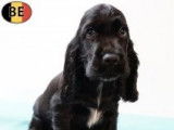 Adorables chiots Cocker Anglais noir et feu ou noirs à vendre