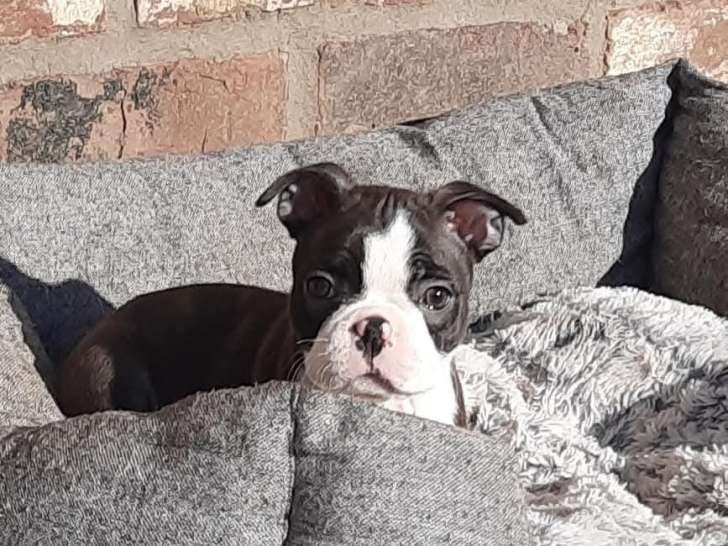 Portée Boston Terrier à naître