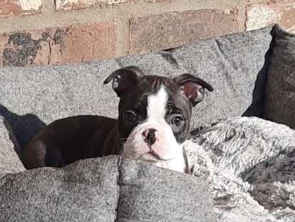 Portée Boston Terrier