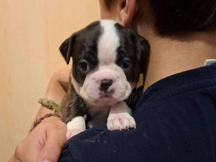 Portée Boston Terrier