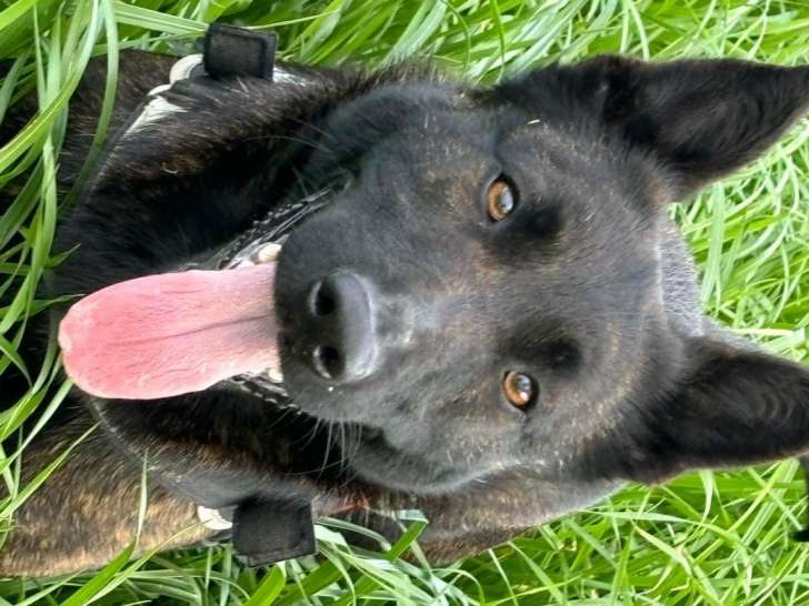 Chienne adulte de race Berger Hollandais à donner