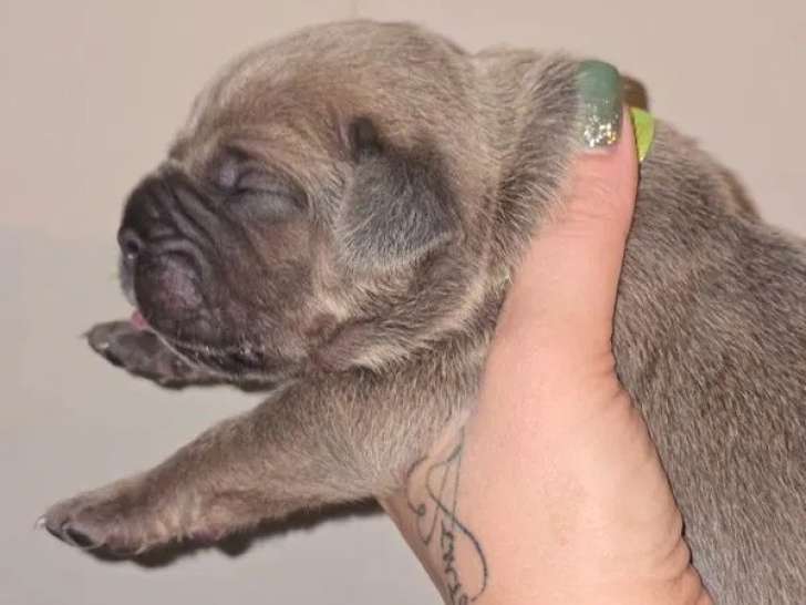 À réserver, 4 chiots mâles Cane Corso gris bringé et froment (LOF)