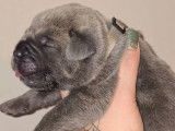 À réserver, 4 chiots mâles Cane Corso gris bringé et froment (LOF)