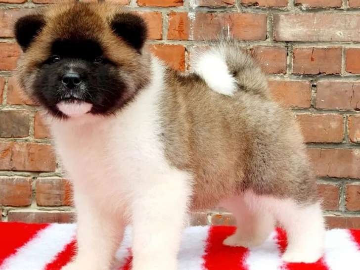 3 chiots femelles Akita Américain à réserver (LOF)