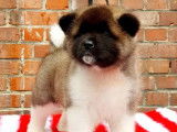3 chiots femelles Akita Américain à réserver (LOF)