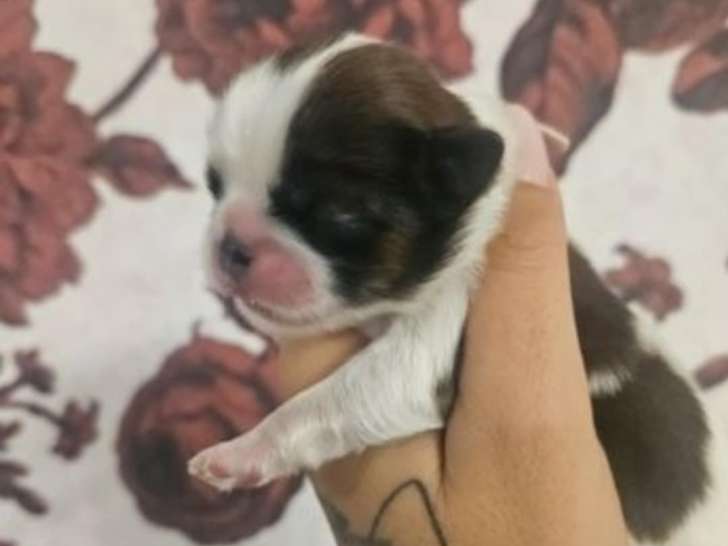 Chiots Shih Tzu à vendre