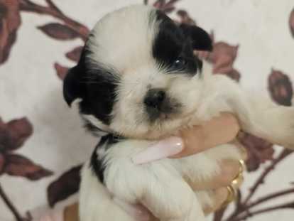 Chiots Shih Tzu à vendre