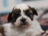 Chiots Shih Tzu à vendre