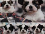 Chiots Shih Tzu à vendre